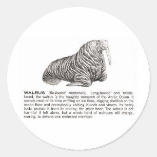 walrus classic round sticker
