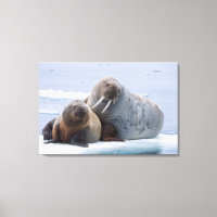 Walrus cow and calf rest on a sea ice floe