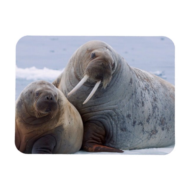 Walrus cow and calf rest on a sea ice floe magnet (Horizontal)