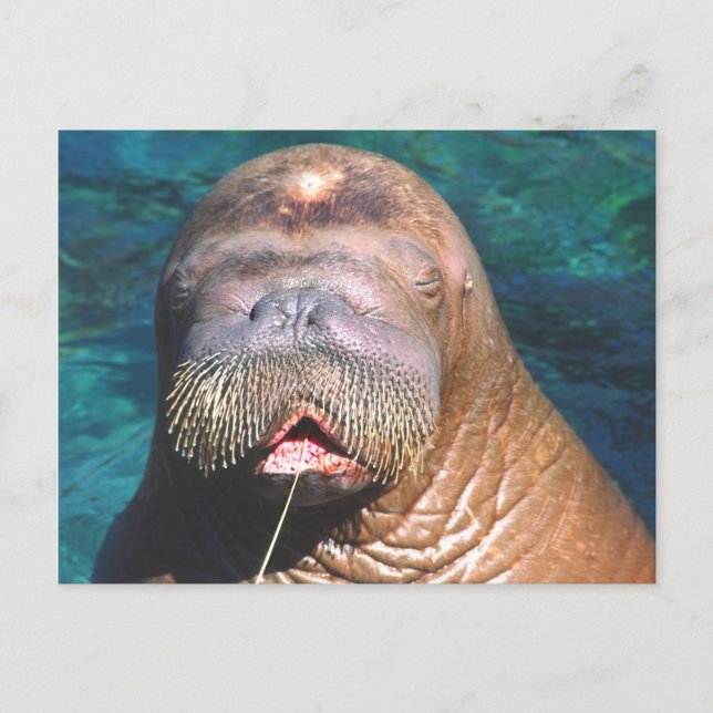 Walrus Eyes Closed Postcard (Front)