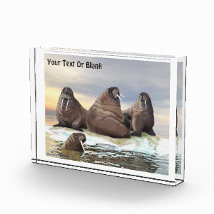 Walrus - Four Brothers Photo Block