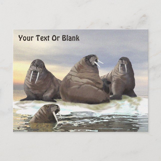 Walrus - Four Brothers Postcard (Front)