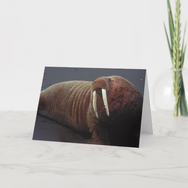 Walrus Greeting Card (Front)