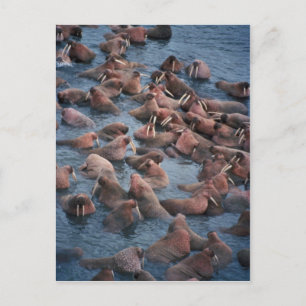 Walrus Herd Postcard