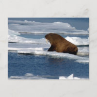 Walrus in the Arctic Ocean