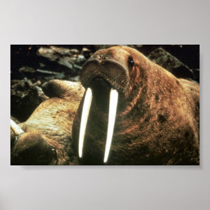 Walrus Male Poster