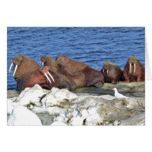 Walrus on Bering Sea Ice