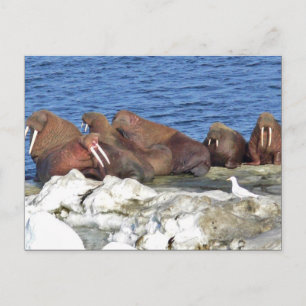 Walrus on Bering Sea Ice Postcard