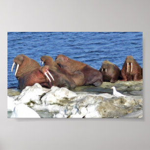 Walrus on Bering Sea Ice Poster