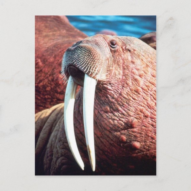 Walrus Postcard (Front)