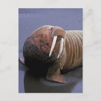 Walrus Postcard