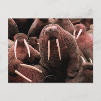 Walrus Postcard