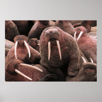 Walrus