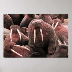 Walrus Poster