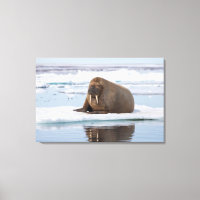 Walrus resting on ice, Norway