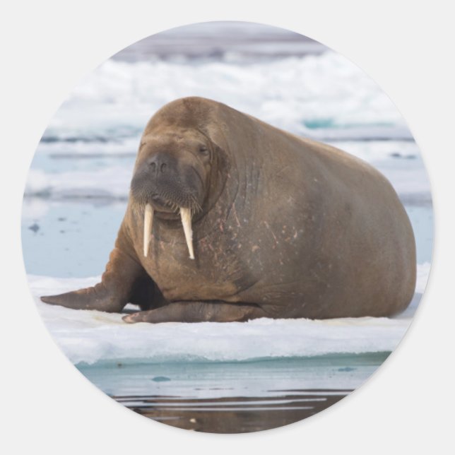 Walrus resting on ice, Norway Classic Round Sticker (Front)