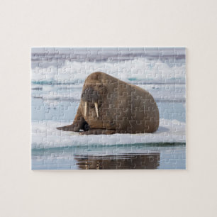 Walrus resting on ice, Norway Jigsaw Puzzle
