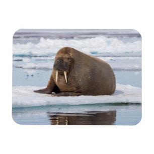 Walrus resting on ice, Norway Magnet