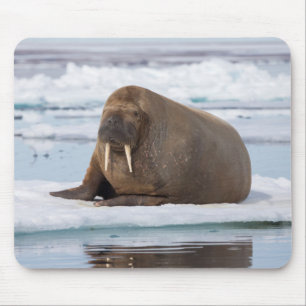 Walrus resting on ice, Norway Mouse Pad