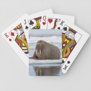 Walrus resting on ice, Norway Playing Cards
