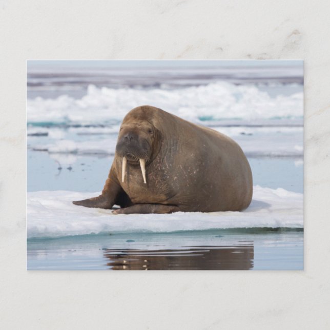 Walrus resting on ice, Norway Postcard (Front)