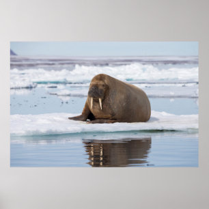 Walrus resting on ice, Norway Poster
