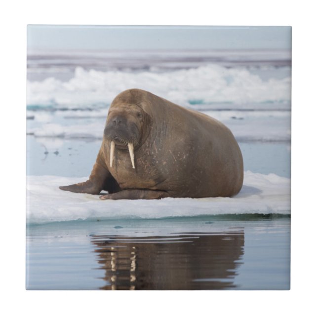 Walrus resting on ice, Norway Tile (Front)