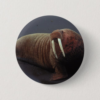 Walrus Round Button