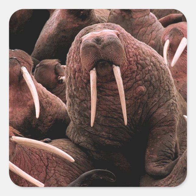 Walrus Square Sticker (Front)