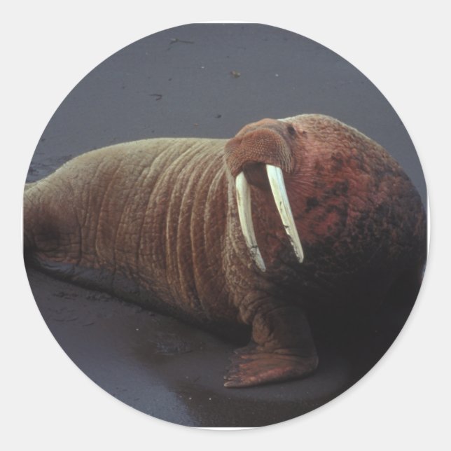 Walrus Stickers (Front)