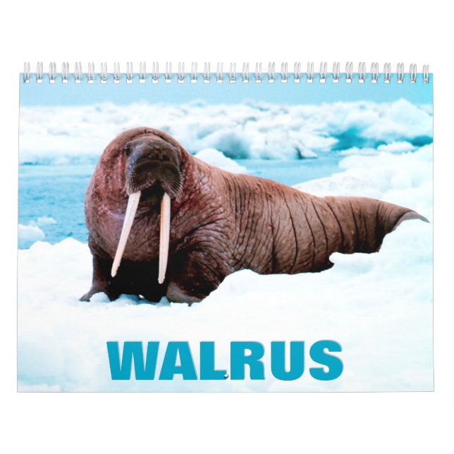 Walrus Wall Calendar (Cover)