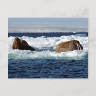 Walruses in Storoya, Svalbard Postcard