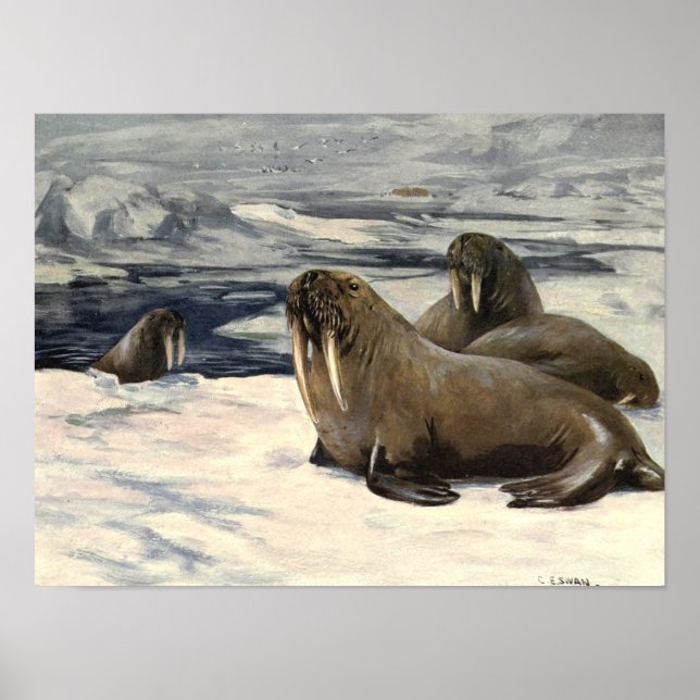 Walruses in the Arctic Snow, Vintage Marine Animal Poster (Front)