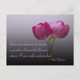Walt Whitman Tulips Postcard