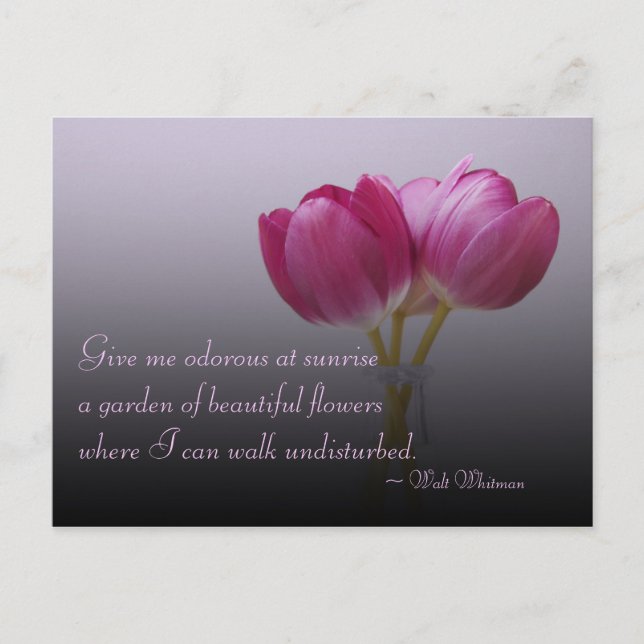 Walt Whitman Tulips Postcard (Front)
