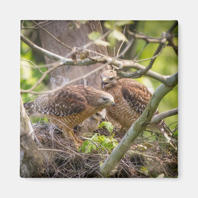 Walter the Red Shoulder Hawk Magnet (Front)
