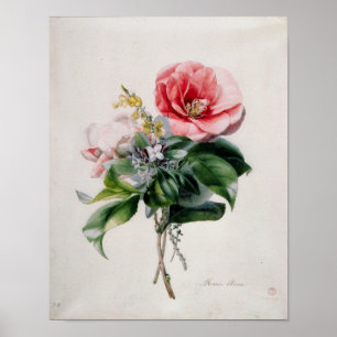 wamellia and Broom Poster