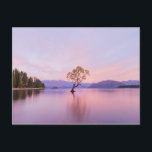 Wanaka Tree Sunrise Nature Travel Photography Postcard<br><div class="desc">Wanaka Tree Sunrise Nature Landscape Travel Photography</div>