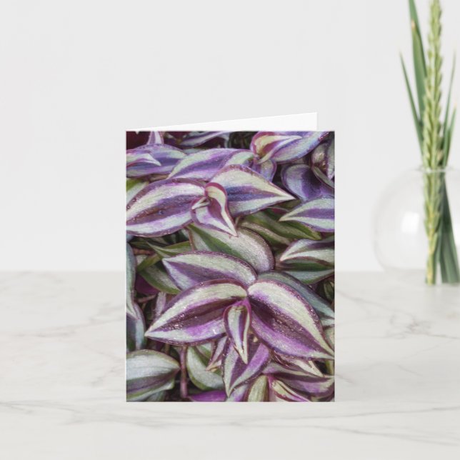 Wandering Jew Photo Folded Note Card (Front)
