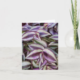 Wandering Jew Photo Folded Note Card