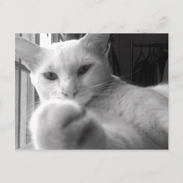 "Want my Paw?" Postcard (Front)