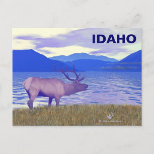 Wapiti (Elk) By The Lake Postcard
