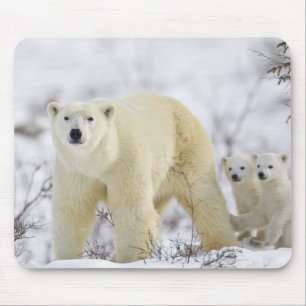 Wapusk National Park, Canada. Mouse Pad