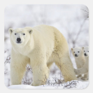 Wapusk National Park, Canada. Square Sticker