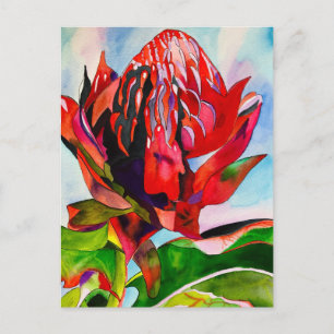Waratah Australian native flower watercolor Postcard