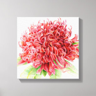 Waratah red flower botanica art canvas print