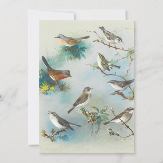 Warbler and Wrens,  (Front)