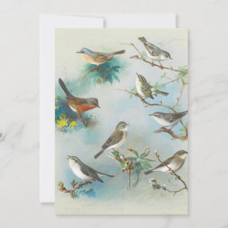 Warbler and Wrens,