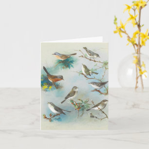 Warbler and Wrens,  Card