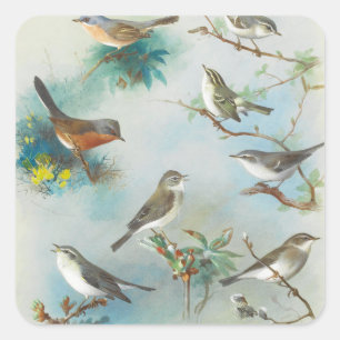 Warbler and Wrens,  Square Sticker